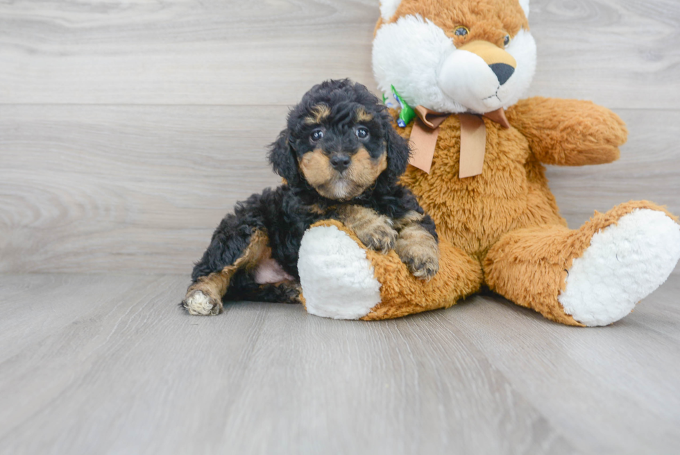 Meet Tina - our Mini Goldendoodle Puppy Photo 2/3 - Florida Fur Babies