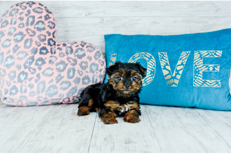 Meet  Roxy - our Yorkshire Terrier Puppy Photo 1/4 - Florida Fur Babies