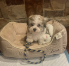 Puppy For Sale - Florida Fur Babies Puppy For Sale - Florida Fur Babies