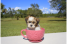 Meet  Rain - our Teddy Bear Puppy Photo 3/3 - Florida Fur Babies