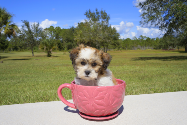 Meet  Rain - our Teddy Bear Puppy Photo 3/3 - Florida Fur Babies