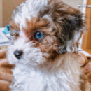 Puppy For Sale - Florida Fur Babies Puppy For Sale - Florida Fur Babies