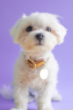 Cute Maltese Purebred Pup