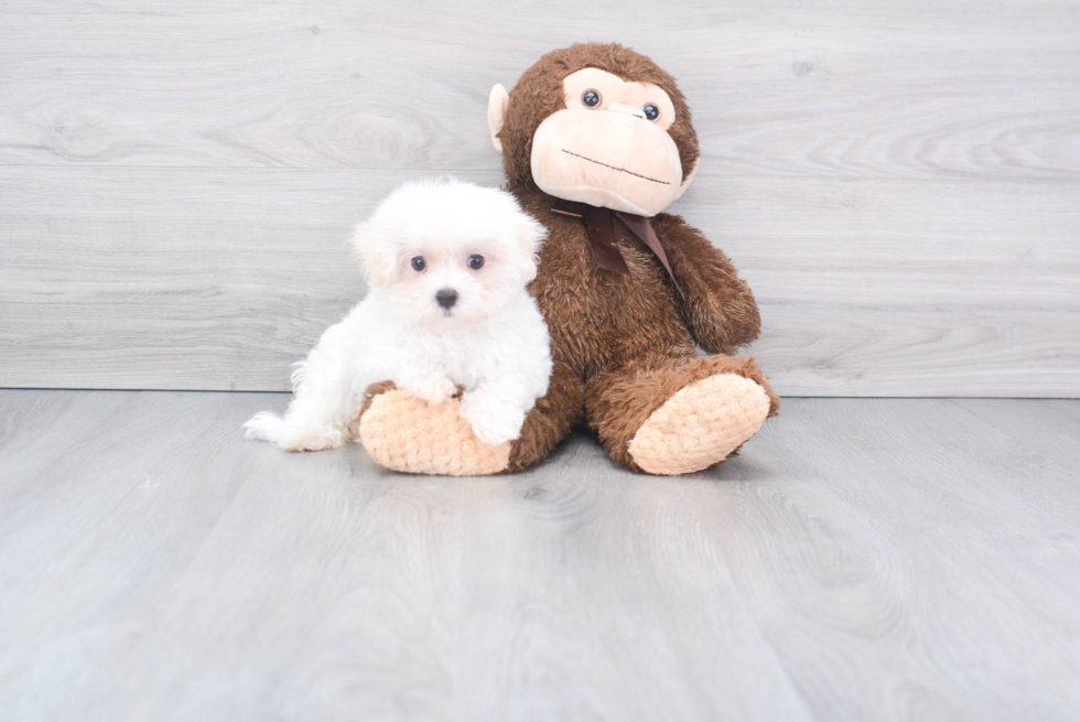 Meet Samwell - our Maltese Puppy Photo 2/2 - Florida Fur Babies