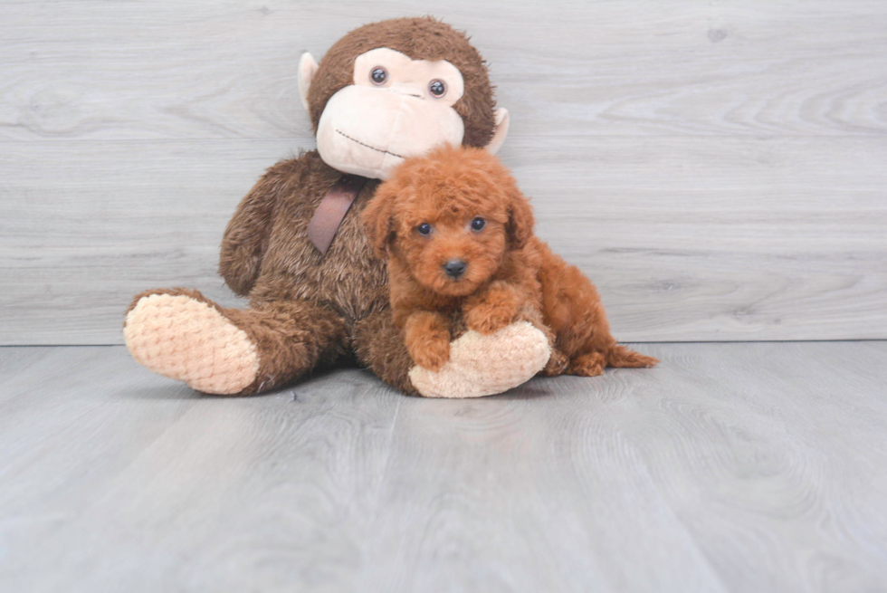 Meet Kylie - our Mini Goldendoodle Puppy Photo 2/4 - Florida Fur Babies
