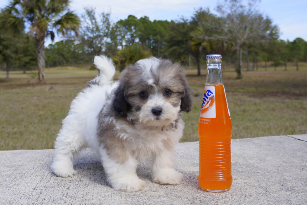 Meet Zeda - our Teddy Bear Puppy Photo 2/3 - Florida Fur Babies