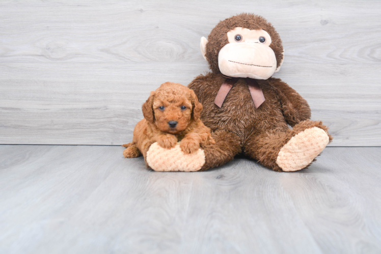 Meet Armani - our Mini Goldendoodle Puppy Photo 1/2 - Florida Fur Babies