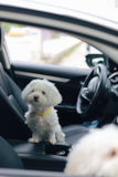 Cute Maltese Pup