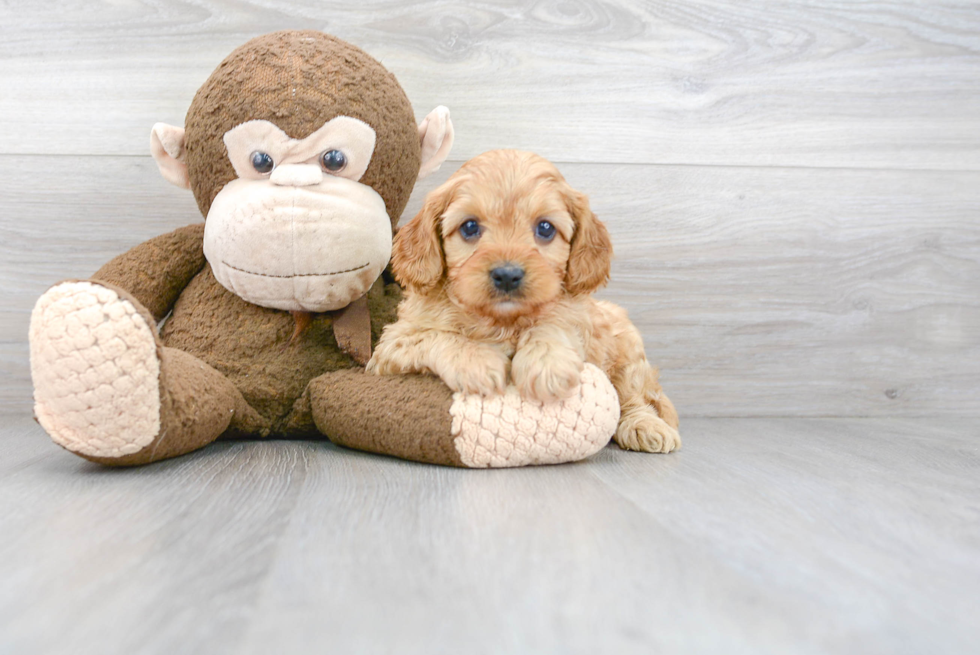 Meet Red - our Cavapoo Puppy Photo 1/3 - Florida Fur Babies