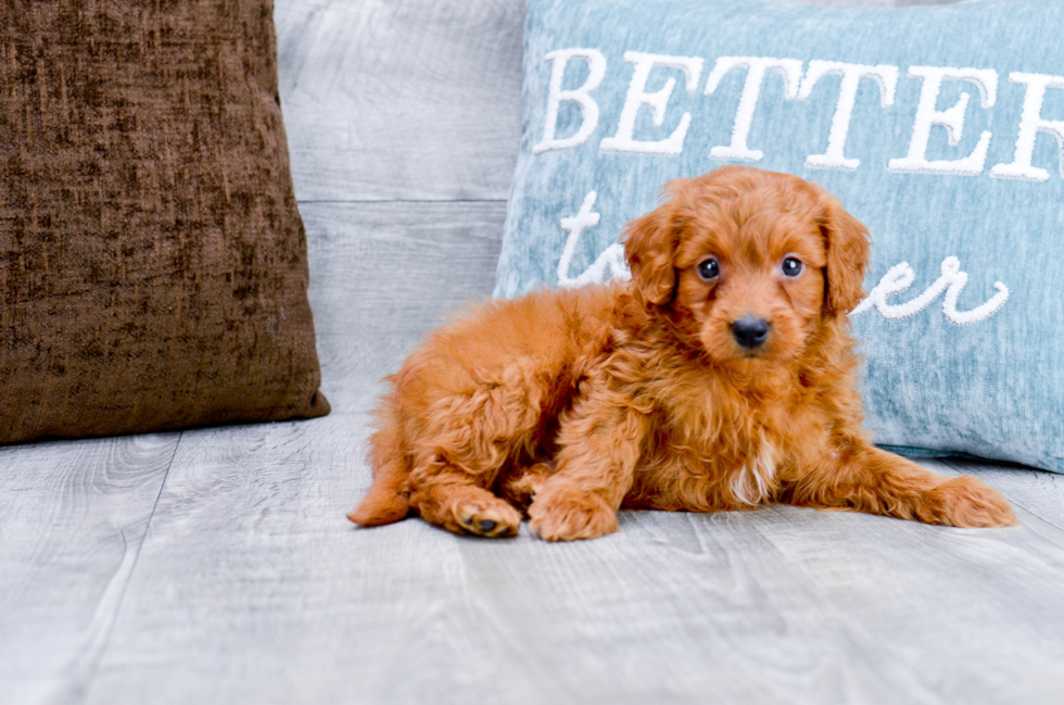 Meet Max - our Mini Goldendoodle Puppy Photo 2/4 - Florida Fur Babies