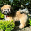 Puppy For Sale - Florida Fur Babies Puppy For Sale - Florida Fur Babies