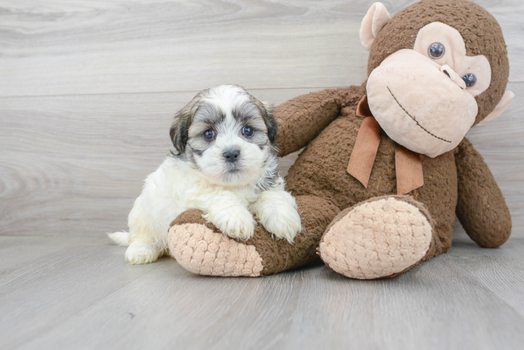 Meet Aiden - our Teddy Bear Puppy Photo 1/3 - Florida Fur Babies