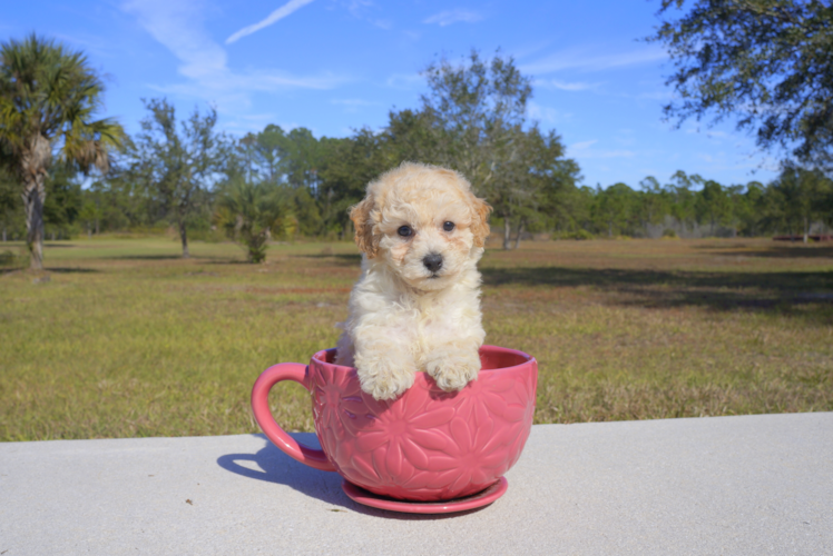 Meet Zelly - our Maltipoo Puppy Photo 2/3 - Florida Fur Babies