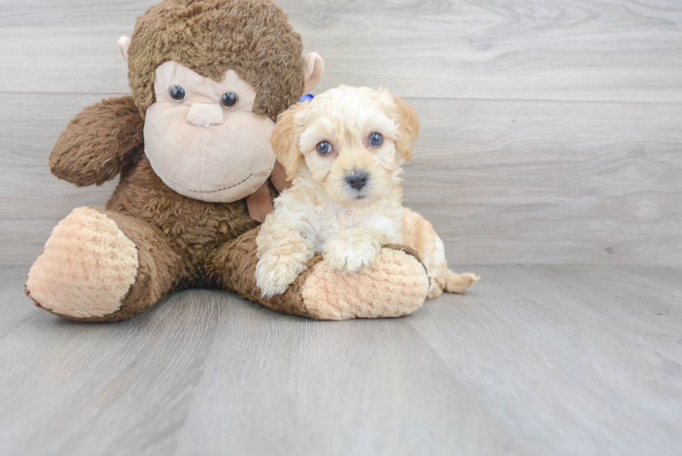 Meet Henry - our Maltipoo Puppy Photo 1/3 - Florida Fur Babies