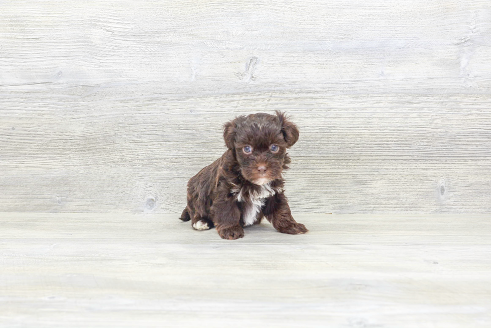 Meet Star - our Havapoo Puppy Photo 3/4 - Florida Fur Babies