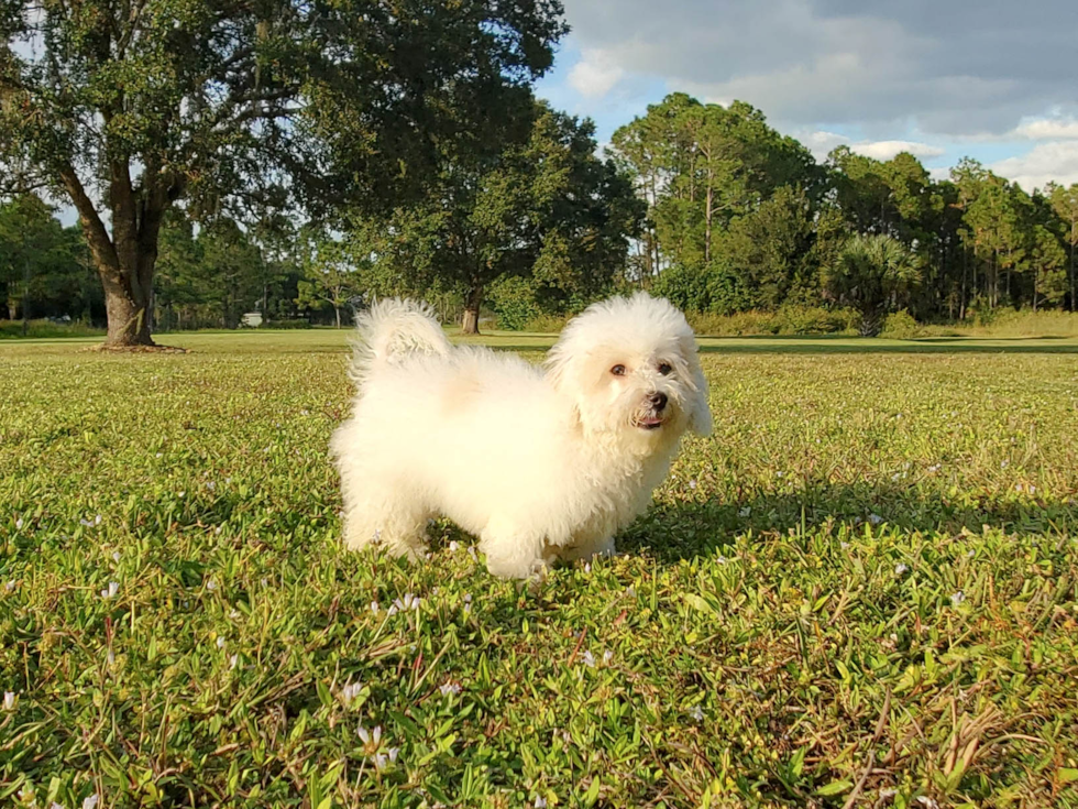 Meet Denise - our Poochon Puppy Photo 2/6 - Florida Fur Babies