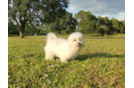 Meet Denise - our Poochon Puppy Photo 2/6 - Florida Fur Babies