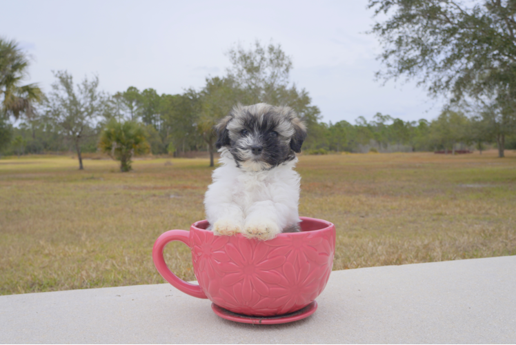 Meet Mika - our Havanese Puppy Photo 4/4 - Florida Fur Babies