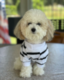 Cute Poochon Poodle Mix Pup Cute Poochon Poodle Mix Pup