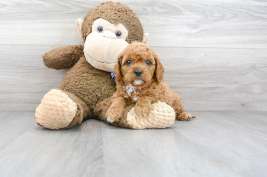 11 week old Cavapoo Puppy For Sale - Florida Fur Babies
