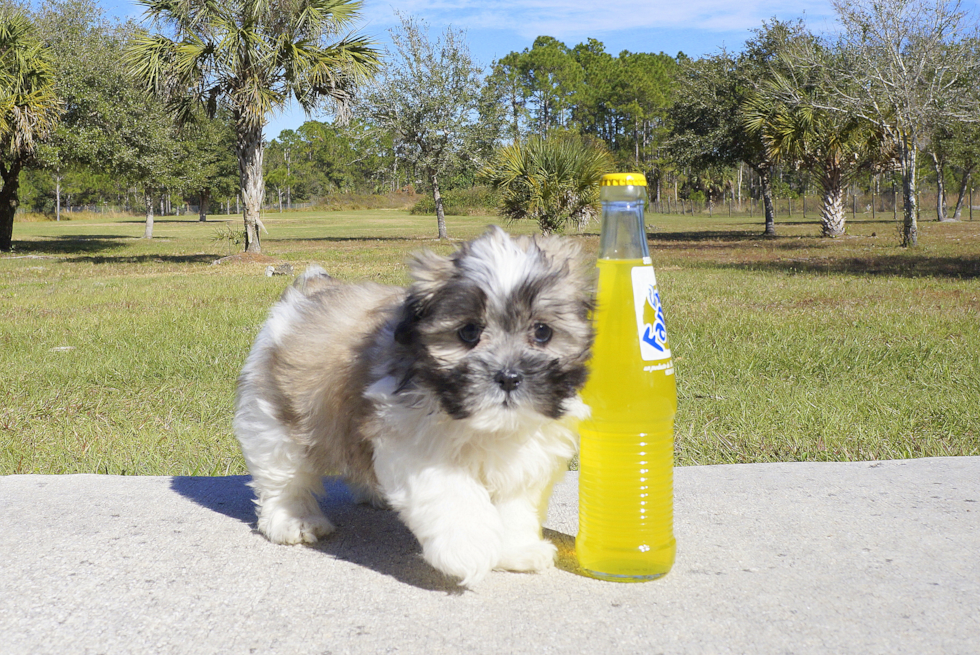 Meet Mica - our Teddy Bear Puppy Photo 2/2 - Florida Fur Babies