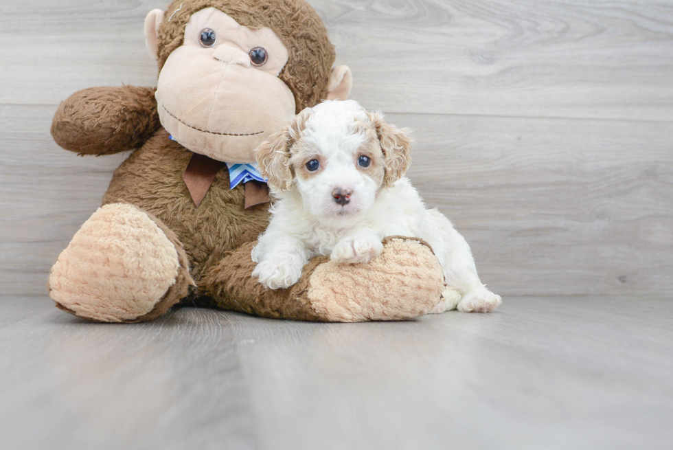 Meet Lil Red - our Cavapoo Puppy Photo 1/3 - Florida Fur Babies