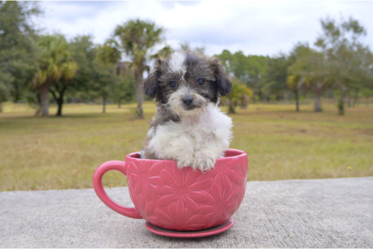 Meet Carol - our Teddy Bear Puppy Photo 2/2 - Florida Fur Babies