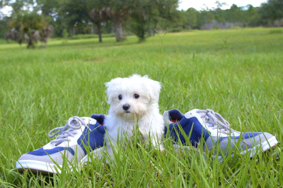 Meet Mimi - our Maltese Puppy Photo 1/3 - Florida Fur Babies