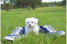 Meet Mimi - our Maltese Puppy Photo 1/3 - Florida Fur Babies