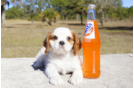 Meet Edward - our Cavalier King Charles Spaniel Puppy Photo 1/3 - Florida Fur Babies