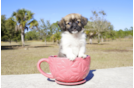 Meet Flinn - our Havanese Puppy Photo 2/3 - Florida Fur Babies