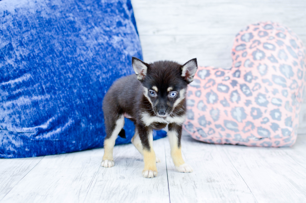 Meet Koda Girl - our Pomsky Puppy Photo 4/4 - Florida Fur Babies