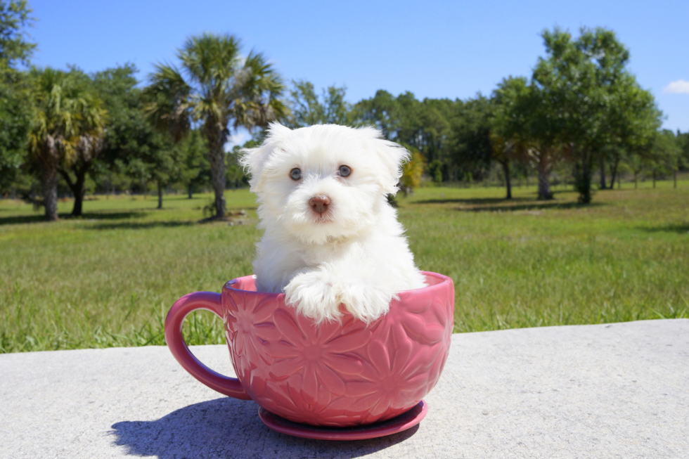 Meet Trent - our Havanese Puppy Photo 1/3 - Florida Fur Babies