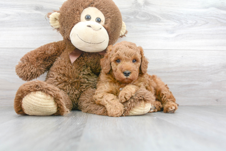 Meet Keegan - our Mini Goldendoodle Puppy Photo 2/3 - Florida Fur Babies