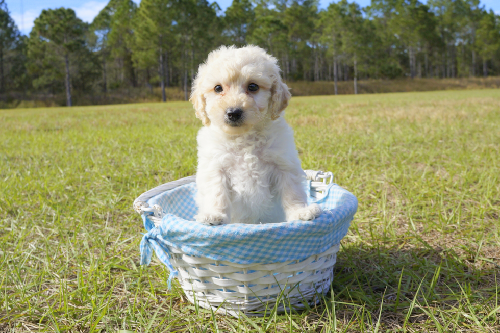 Meet Gwen - our Pomsky Puppy Photo 3/3 - Florida Fur Babies