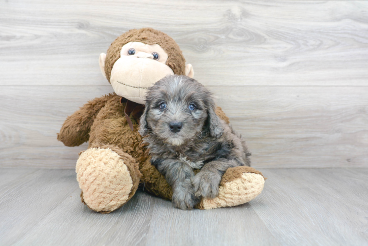 Meet Jeffy - our Mini Bernedoodle Puppy Photo 1/3 - Florida Fur Babies