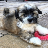 Cute Havanese Purebred Pup