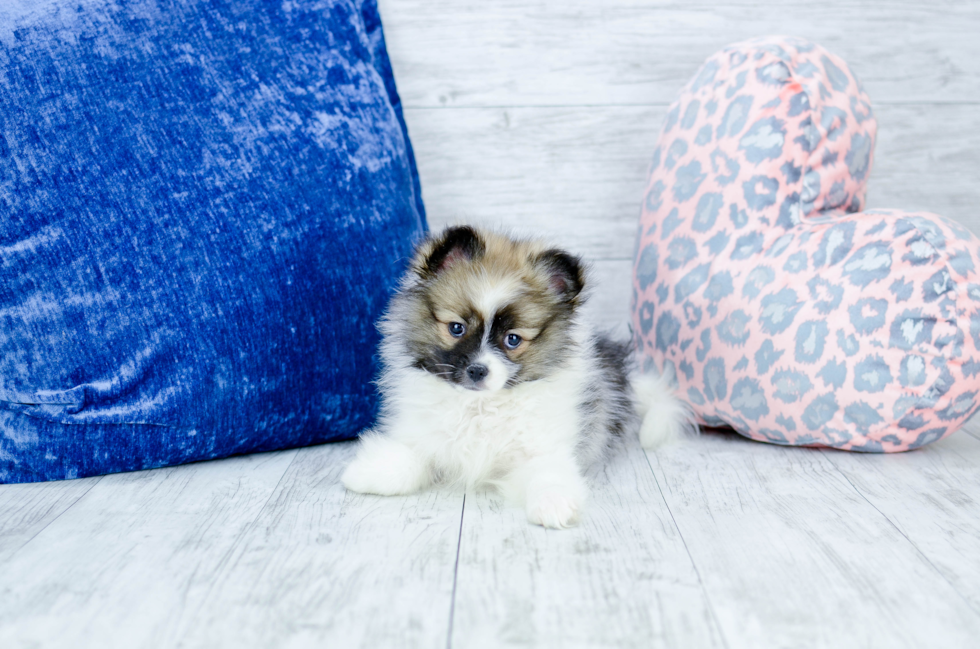 Meet Stacy - our Pomeranian Puppy Photo 1/5 - Florida Fur Babies