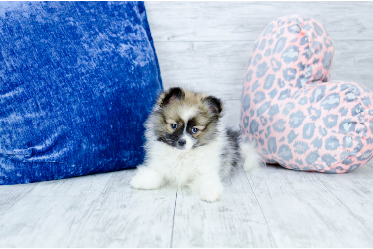 Meet Stacy - our Pomeranian Puppy Photo 1/5 - Florida Fur Babies