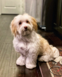 Cute Havanese Purebred Pup