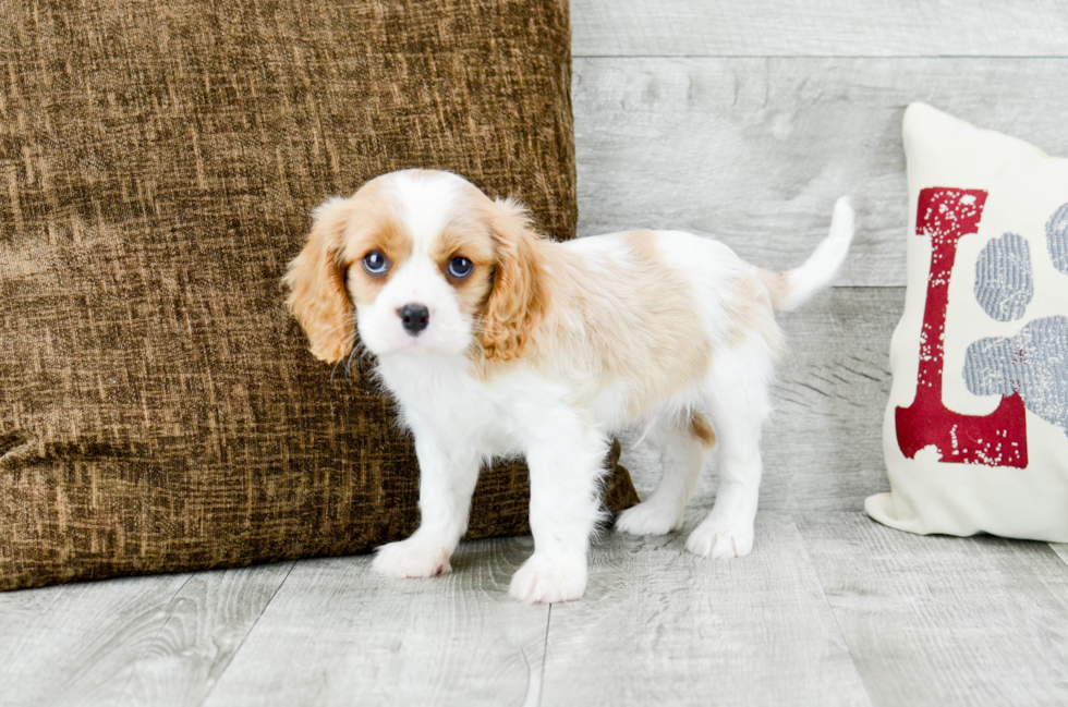 Meet Oakley - our Cavalier King Charles Spaniel Puppy Photo 4/5 - Florida Fur Babies