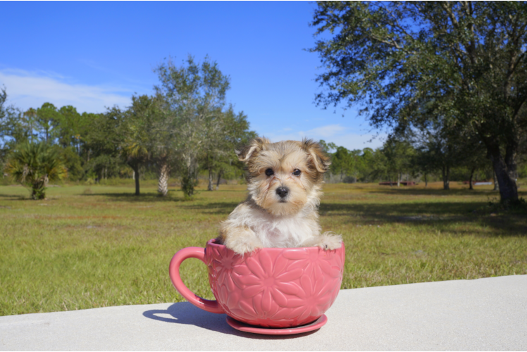 Meet Bella - our Morkie Puppy Photo 1/3 - Florida Fur Babies