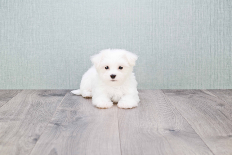 Meet Jason - our Maltese Puppy Photo 3/3 - Florida Fur Babies