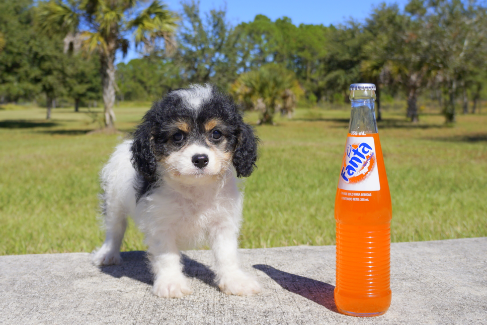 Meet Loui Queen - our Cavachon Puppy Photo 1/3 - Florida Fur Babies