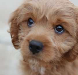 Cavipoo Puppies For Sale - Florida Fur Babies