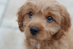 Cute Cavoodle Poodle Mix Pup