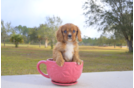 Meet Alpha - our Cavalier King Charles Spaniel Puppy Photo 1/2 - Florida Fur Babies