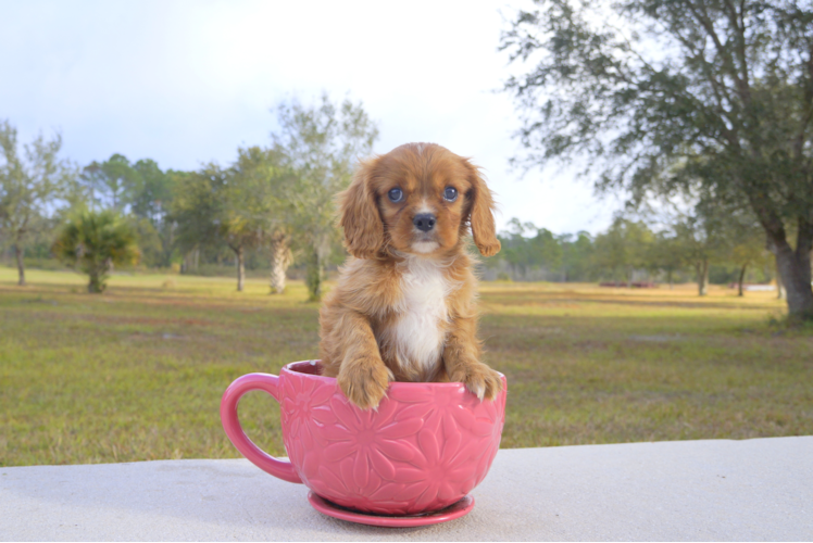 Meet Alpha - our Cavalier King Charles Spaniel Puppy Photo 1/2 - Florida Fur Babies