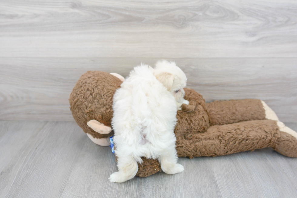 Meet Darcy - our Teddy Bear Puppy Photo 3/3 - Florida Fur Babies