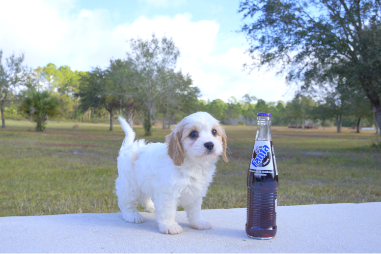 Meet Gloria - our Cavachon Puppy Photo 3/3 - Florida Fur Babies